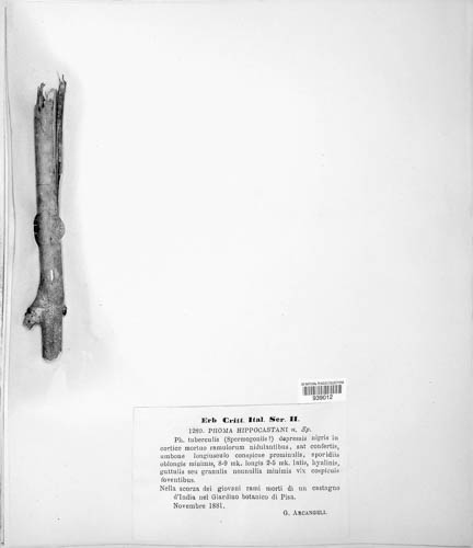 Phomopsis aesculana image